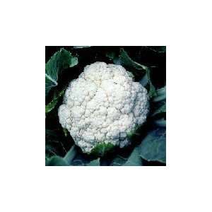  Snowball Self Blanching Cauliflower Seeds
