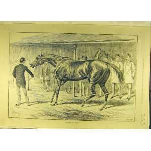  1886 Pulled Up Lame Horse Animal Old Print Equine