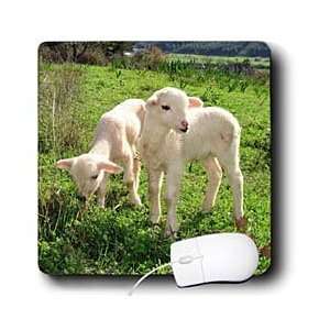  Taiche Photography Lambs   Spring Lambs   Mouse Pads Electronics