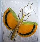Taxidermy REAL Insect Megascolia procer GIANT WASP Male items in 