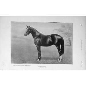  1911 Antique Photograph Tredennis Horse Sport BailyS 