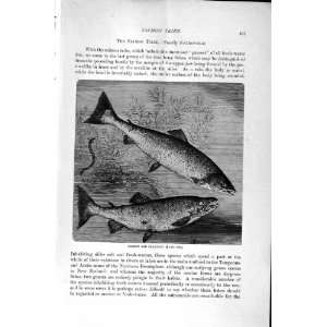    NATURAL HISTORY 1896 SALMON TRIBE SEA TROUT FISH: Home & Kitchen