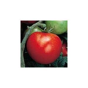   Certified Organic Seed, Thessaloniki Tomato: Patio, Lawn & Garden