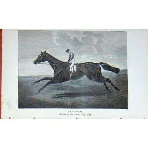   Portrait 1895 Red Deer Horse Racing Chester Cup: Home & Kitchen