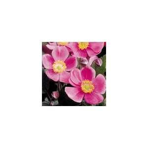  Anemone tomentosa Robustissima Perennial Plant Patio 