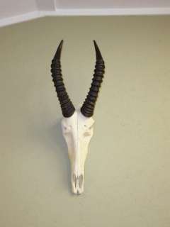 Topi horns/skull/taxidermy/antlers/lodge home decor/Africa/hunting 