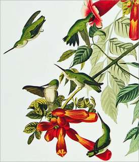 Ruby Throated Humming Bird by M. Bernard Loates Audubon Edition Signed 