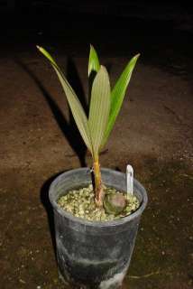   undivided leaves and it originates from the marquesas islands it