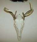 POINT WHITETAIL DEER SKULL professionally cleaned,ANT