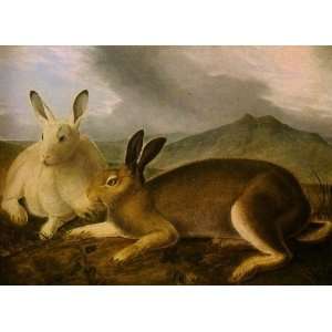     John James Audubon   24 x 18 inches   Arctic Hare: Home & Kitchen