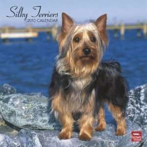  Silky Terriers 2010 Wall Calendar: Office Products