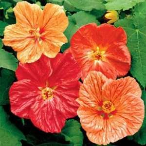  Abutilon Hybrid  Bellvue Mix  25 Seeds Patio, Lawn 