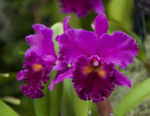 BIN 2)Plants Blc. Hawaiian Progress Carmela NEW! NICE  