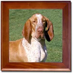  Bracco Italiano Tile   Framed