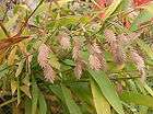 Chasmanthium latifolium Seed Sea Oat Wonderful bamboo looking grass 