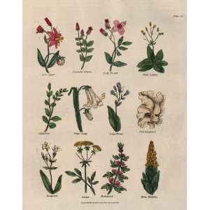   Engraving of Various Plants & Flowers Plate 15