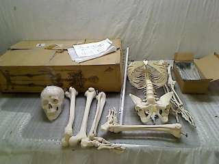 3B Scientific A10 Plastic Human Skeleton Model , On Mounted 5 Ft 