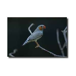  Zebra Finches Colorado Springs Colorado Giclee Print