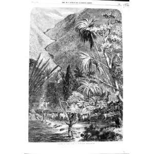  1864 CATTLE TAMATAVE MADAGASCAR ANIMALS RIVER