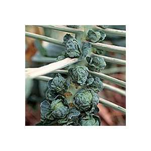  Long Island Brussel Sprouts   220 Seeds Patio, Lawn 