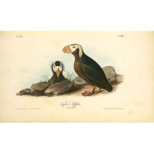   John James Audubon   24 x 14 inches   Tufted Puffin. 1. Male. 2 Female