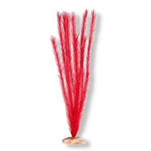  Foxtail Medium Flame Red (Catalog Category: Aquarium / Plants other