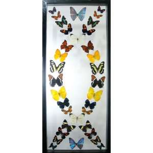  Framed Butterflies Art Real with Pearl Blue Morpho Mounted 