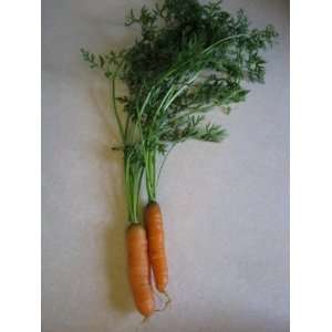  Little Finger Carrot Patio, Lawn & Garden