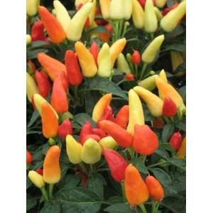   Ornamental Pepper (Capsicum annuum) 15+ Qty Pack: Patio, Lawn & Garden