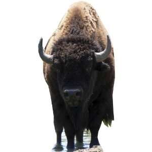  Bison   Wildlife/Animal Huge Cardboard Cutout / Standee 