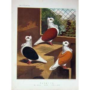   : 1874 Pigeon Turbits Black Red Yellow Birds Cassells: Home & Kitchen