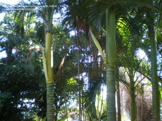 50 Rare 3Gallon Carpoxylon macrospermum Live Palm Tree  