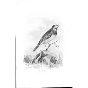 Cirl Bunting By Stannard Favourite Song Birds 1897
