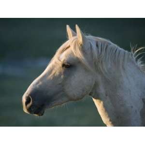 Wild Palomino Stallion, Head Profile, Pryor Mountains, Montana, USA 