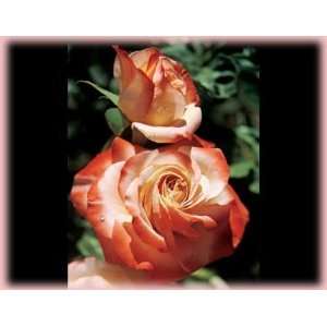   Sheer Magic (Rosa Hybrid Tea)   Bare Root Rose: Patio, Lawn & Garden
