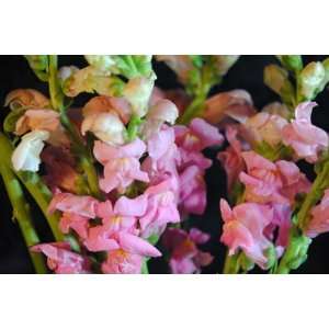  Pink Snapdragons Flower Photograph