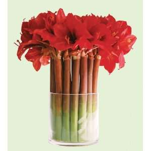  Amaryllis in Glass Cylinder Vase 15 IN. red: Home 