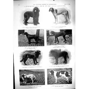  1900 Gamekeepers Game Show Dogs Howe Spaniel Mawson 