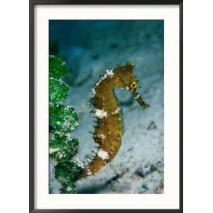  Seahorse, Pulau Sipadan, Sabah, Malaysia Framed 