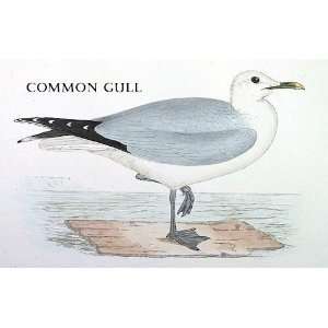  Birds Common Gull Sheet of 21 Personalised Glossy Stickers 