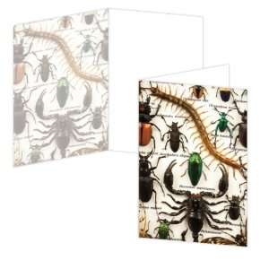  ECOeverywhere Bug Medley Boxed Card Set, 12 Cards and 