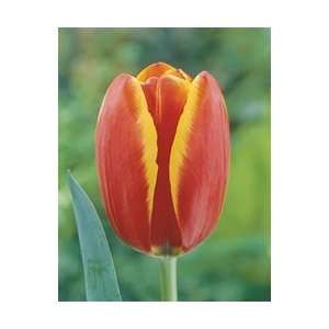  Tulip   Darwin Hybrid   Worlds Favorite Fall Flower Bulb 
