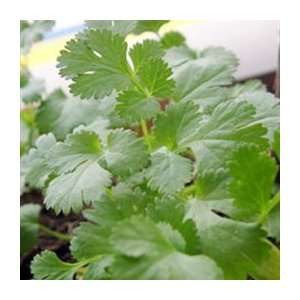  Organic Coriander Cilantro   1/32oz. Bulk Vegetable Seed 