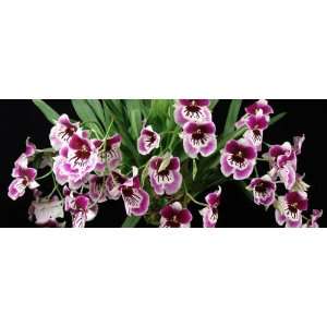   Rubenesque orchid large seedling  Grocery & Gourmet Food