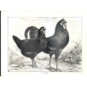  La Fleche Antique Poultry Print Ludlow 1902 Birds