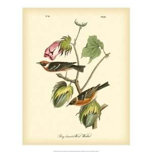  John James Audubon   Bay Breasted Wood   Warbler Giclee 