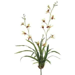  34 Dendrobium Orchid Plant w/Lvs. Green (Pack of 4): Home 