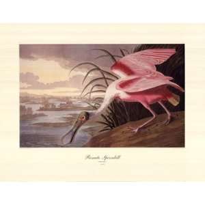   John Woodhouse Audubon Roseate Spoonbill 30x23 Poster