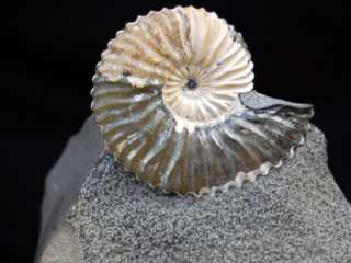 Fossil Ammonite, Deshayesites deshayesi Russia AM  