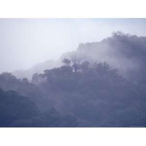  Alpine Ash Forest Clouded in Mist on an Icy Winters 